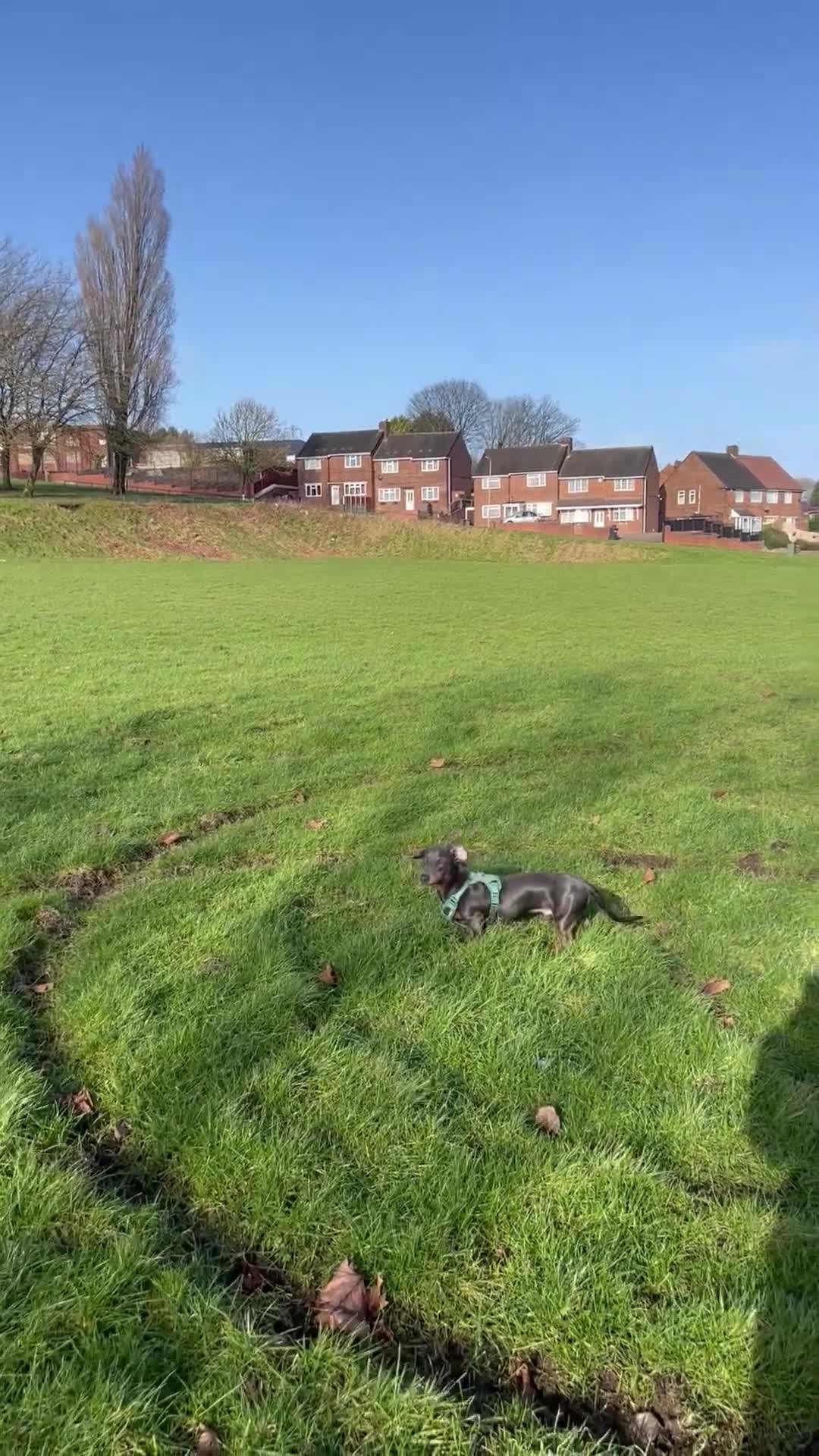 Dachshund dogs for sale: Grey and Tan Male Dachshund 17 months old - Video 1