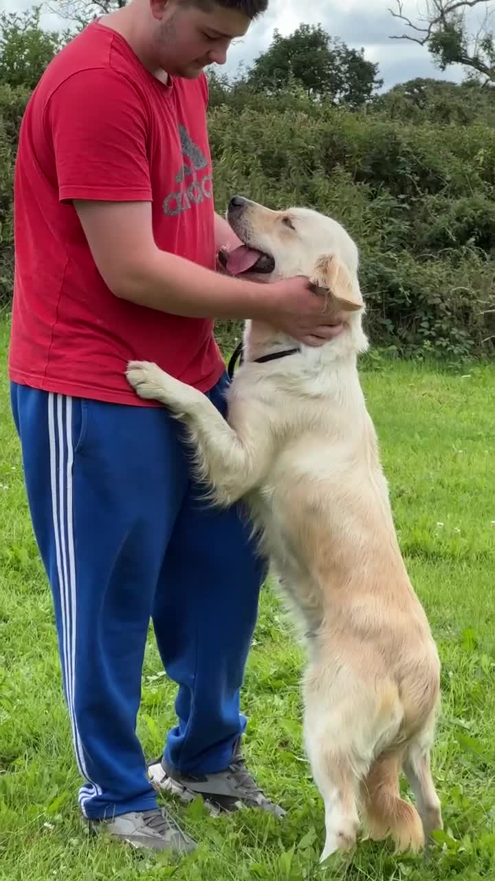 Golden Retriever dogs for sale: (Rain) Beautiful adult golden retriever for sale  - Video 1