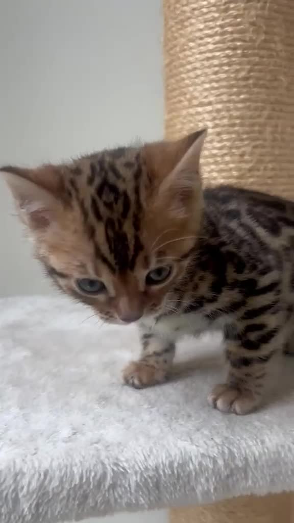 Bengal cats for sale: Stunning Bengal Boy  - Video 2