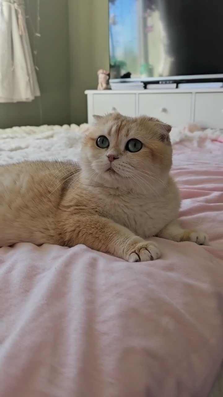 British Shorthair cats for sale: Rehoming  - Video 4
