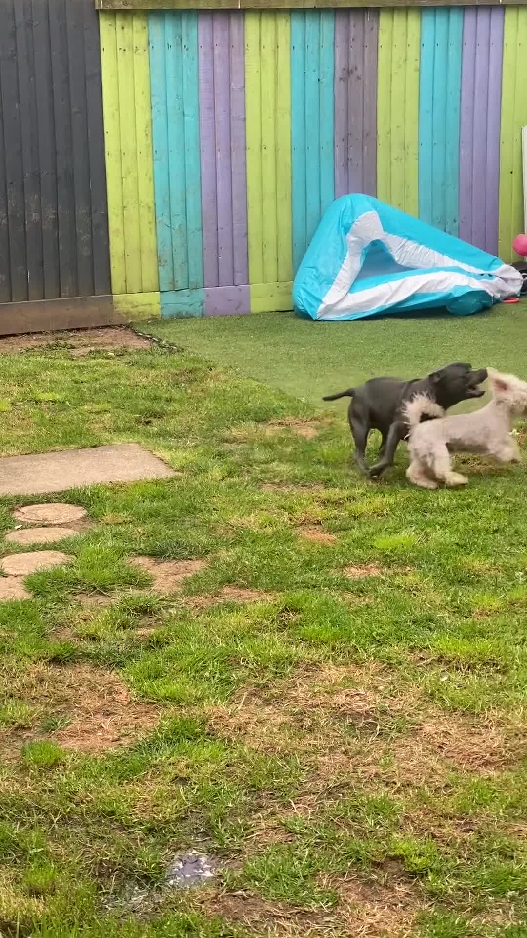 Staffordshire Bull Terrier dogs for sale: Blue Staffordshire  - Video 2