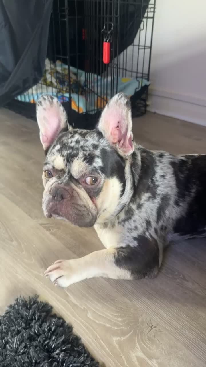Mixed Breed dogs for sale: French Bulldog Cross in Basingstoke - Video 3