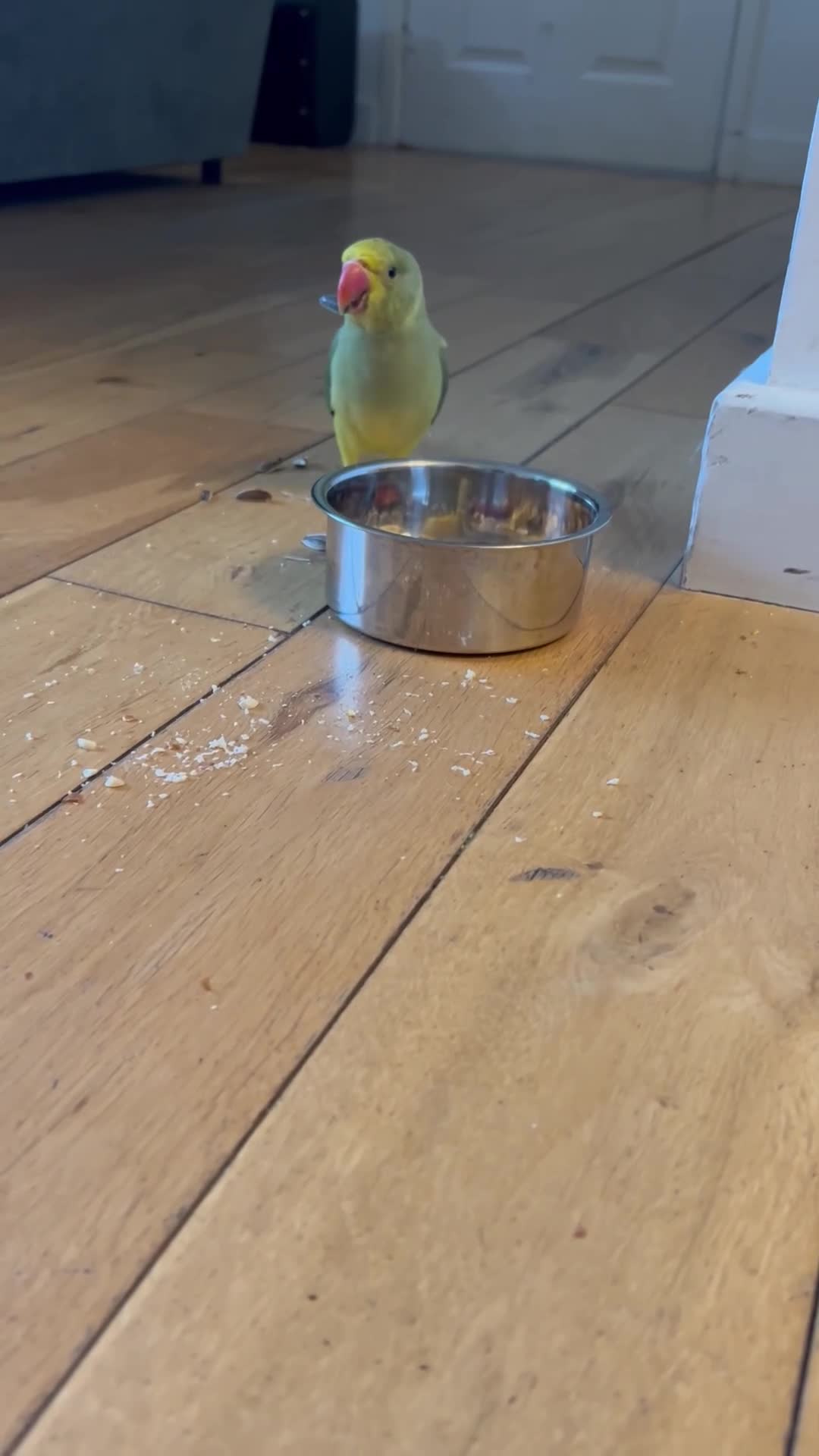 Parakeets birds for sale: Yellow and green baby Indian ring neck parakeet  in Newcastle upon Tyne - Video 1