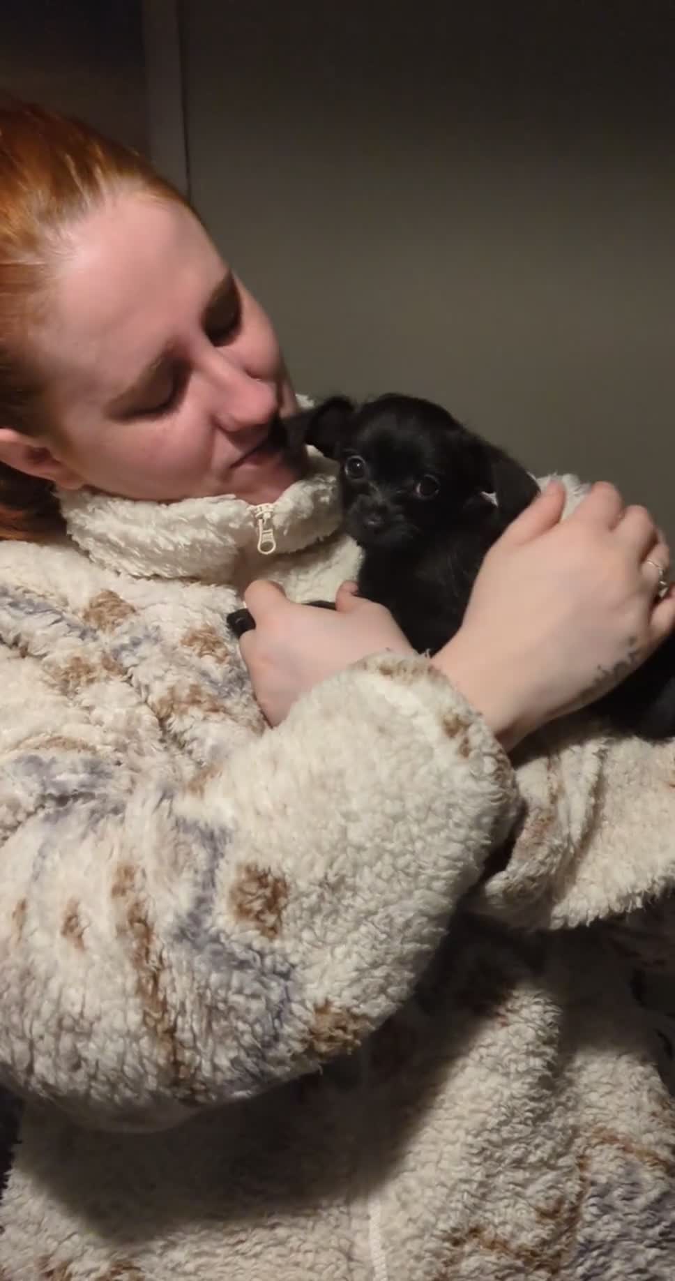 Chipoo dogs for sale: Non shed, health tested  chipoo girl - Video 2