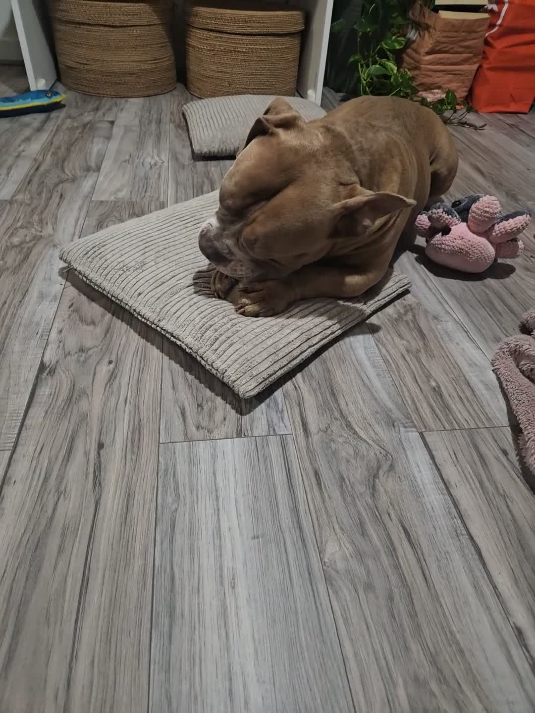 American Bully dogs for sale: Pocket Bully - Video 1