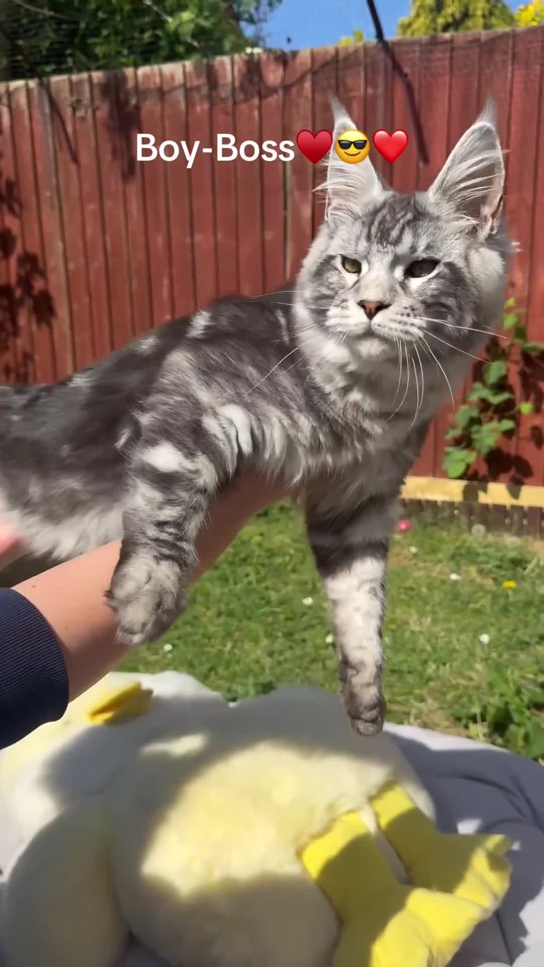 Maine Coon cats for sale: 6 STUNNING PEDIGREE TICA REG MAINE COON KITTENS - Video 3