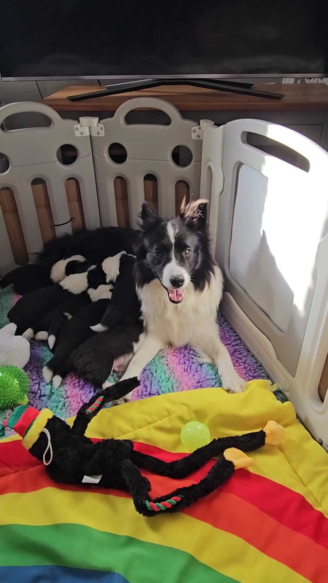 Border Collie dogs for sale: B. C. Puppies black and white kc reg - Video 1