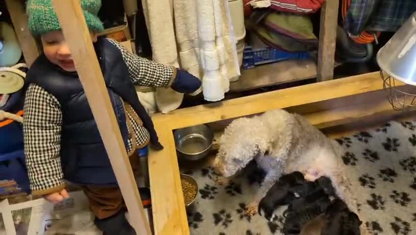 Bedlington Terrier dogs for sale: DNA tested purebred Bedlington terrier  - Video 1