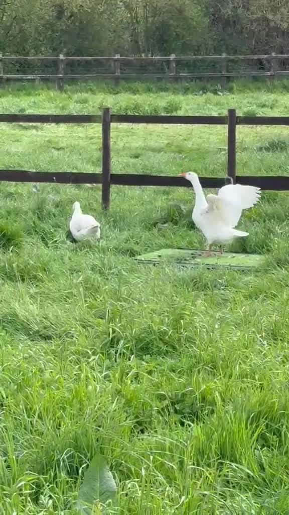Geese poultry for sale: Breeding Pair Ebden Geese - Video 1