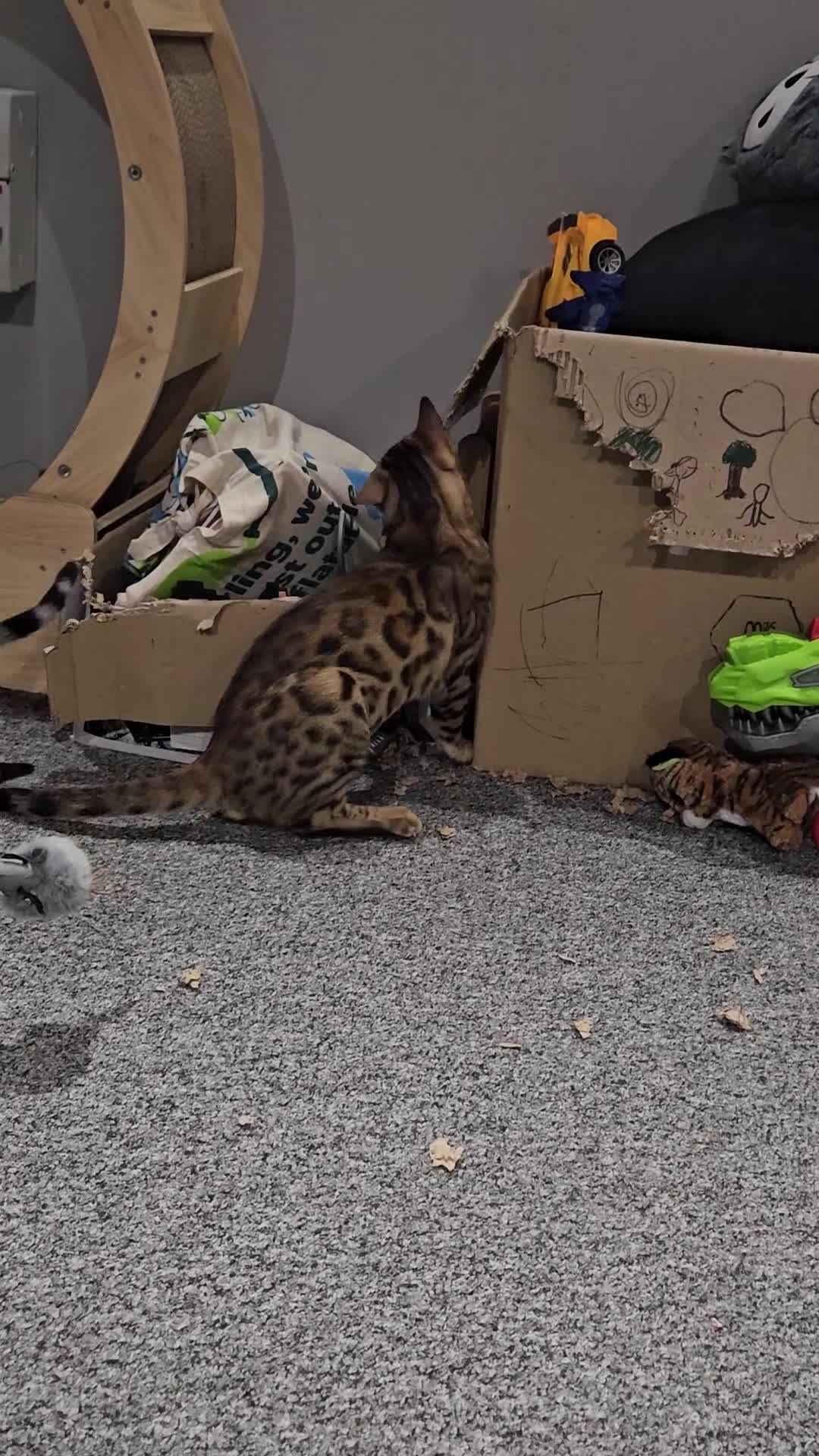 Bengal cats for sale: Beautiful boy for sale  - Video 1