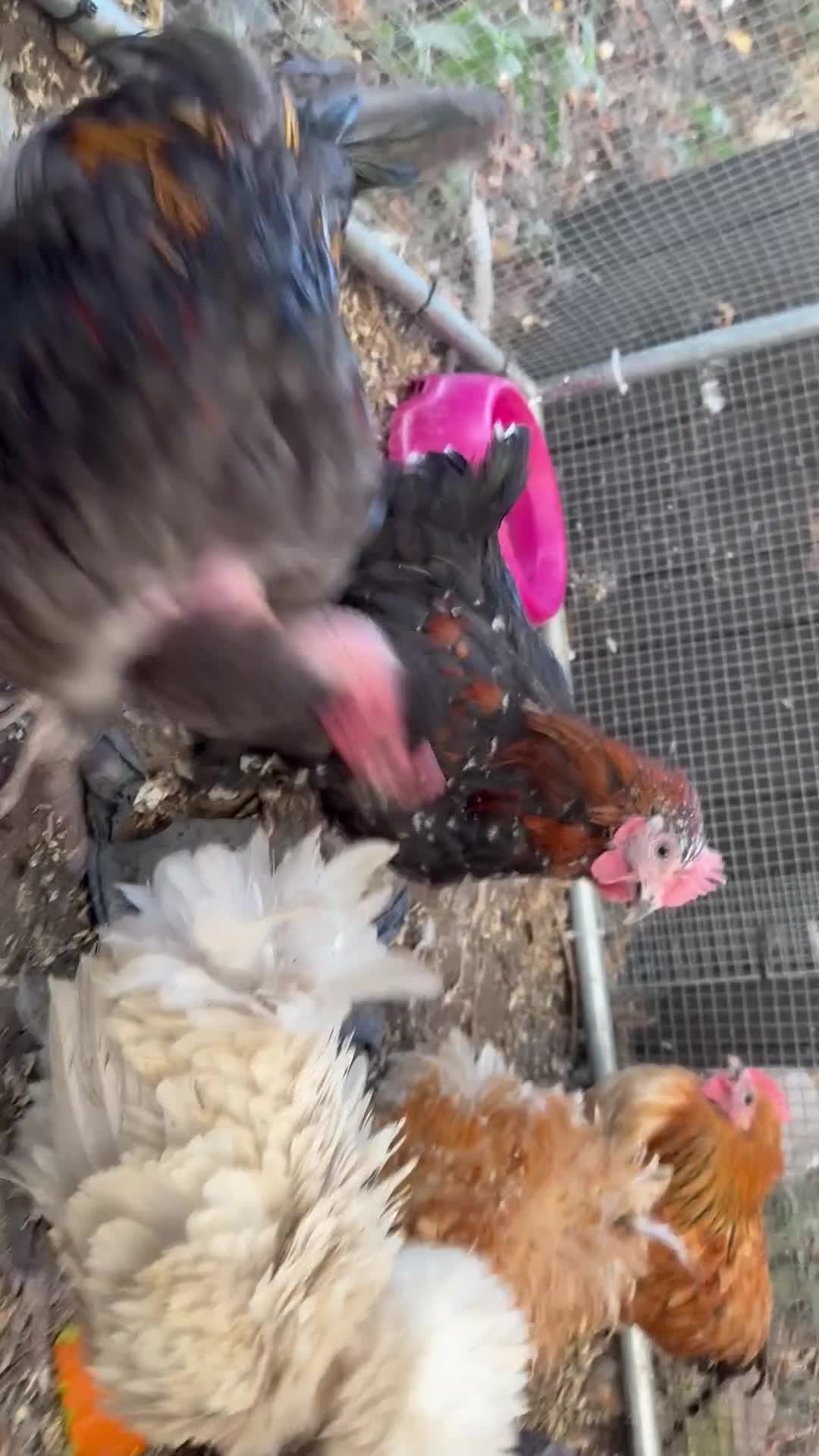 Chickens poultry for sale: Various chickens and ducks for sale - Video 5