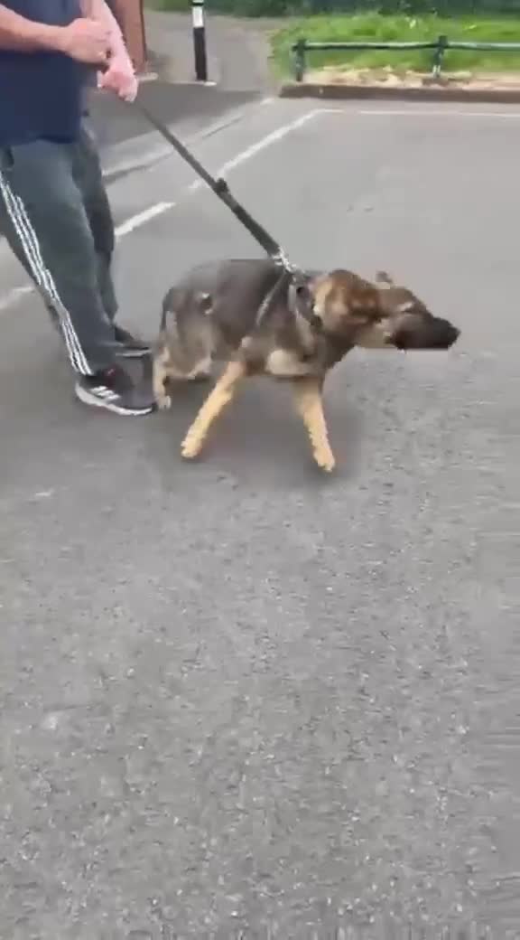 German Shepherd dogs for sale: Female working line DDR  - Video 2
