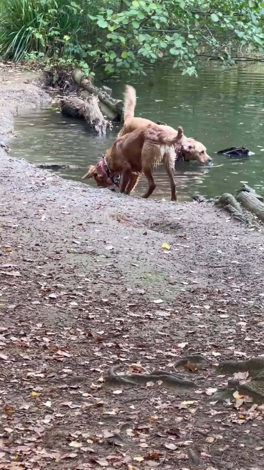 Golden Retriever dogs for sale: Champion lined KC REG GOLDEN RETRIEVER puppies - Video 1