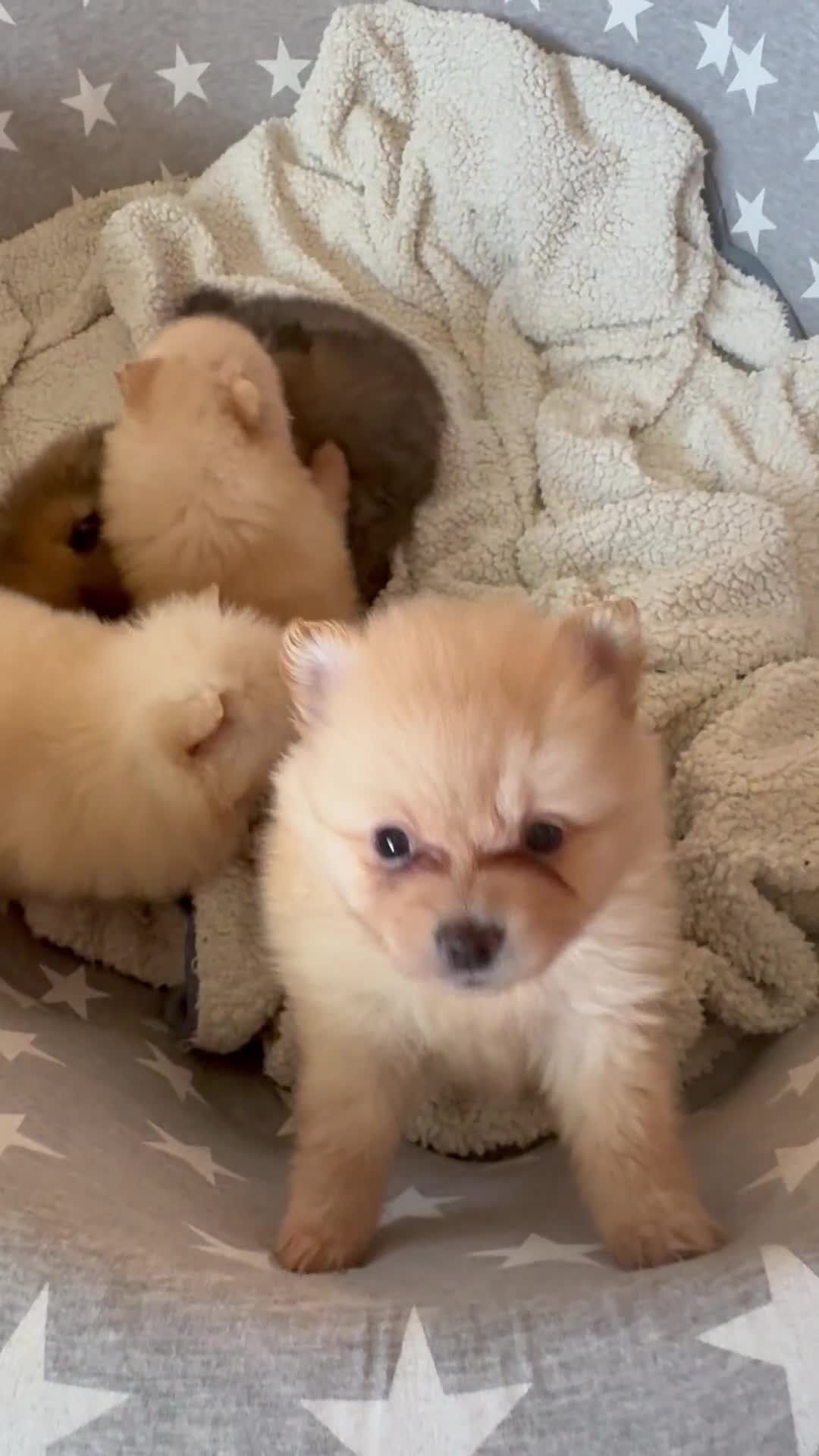 Pomeranian dogs for sale: ** Pomeranian Puppies 🐶🤍🐻🤎 - Video 2