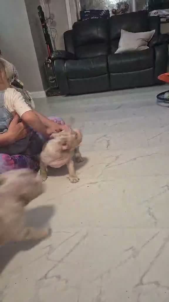 American Bully dogs for sale: American pocket bullies abkc  cowboy /mclovin line - Video 1