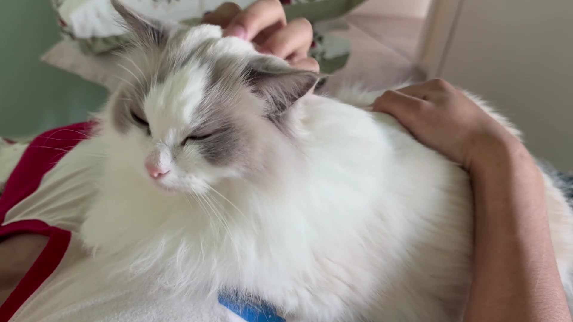 Ragdoll cats for sale: GCCF registered - the Ultimate Cuddler ragdoll - Video 4