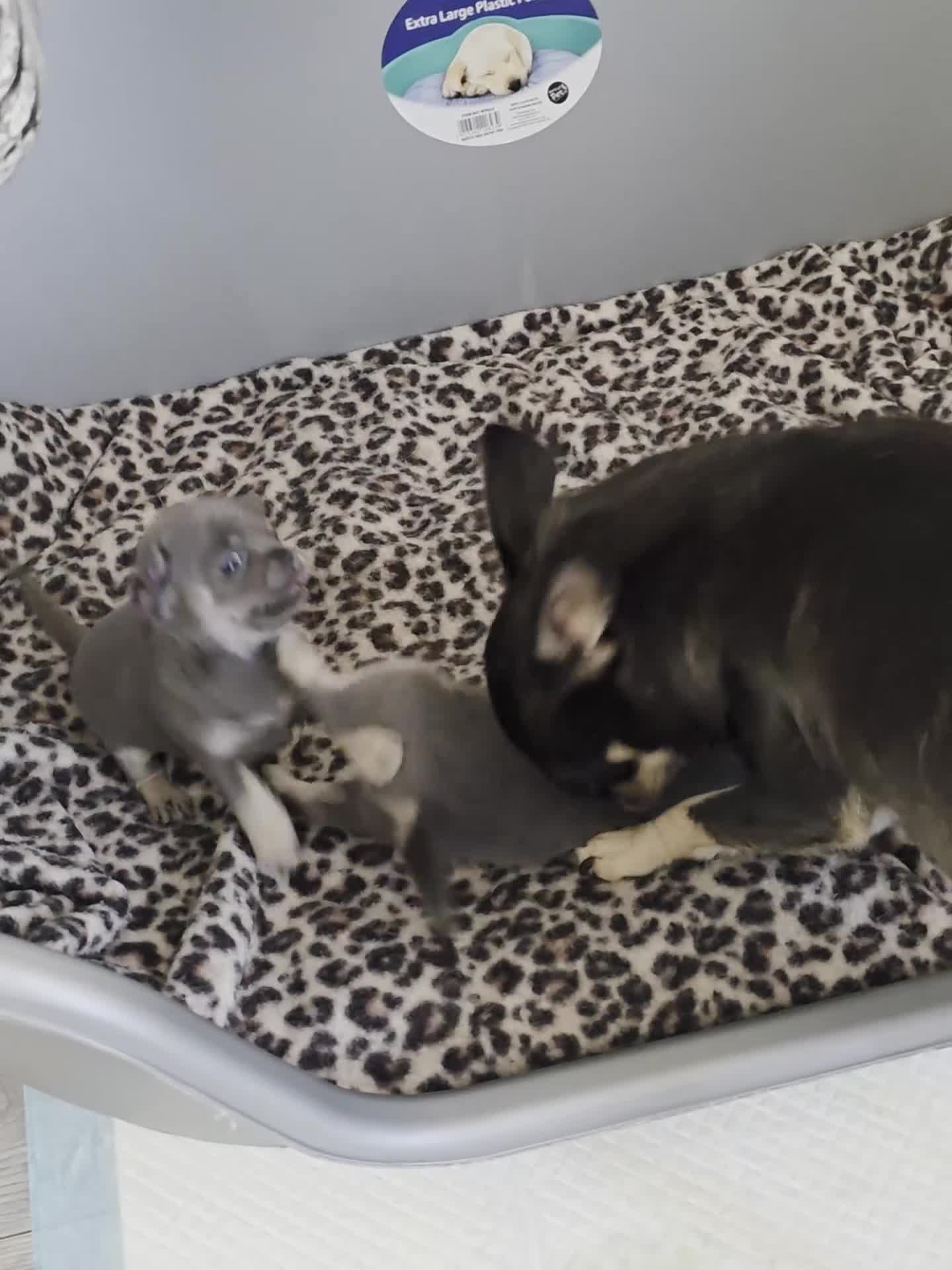 Chihuahua dogs for sale: 2 gorgeous blue & tan chihuahuas  - Video 1