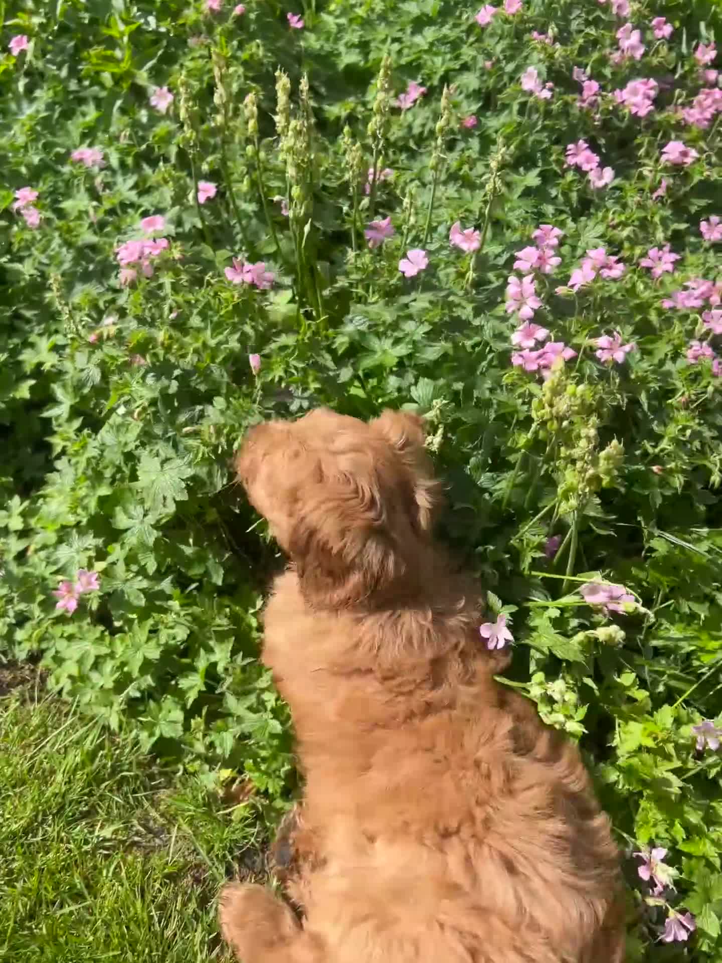 Mini Goldendoodle dogs for sale: F1 Mini Goldendoodle Puppies- ONE REMAINING   - Video 1
