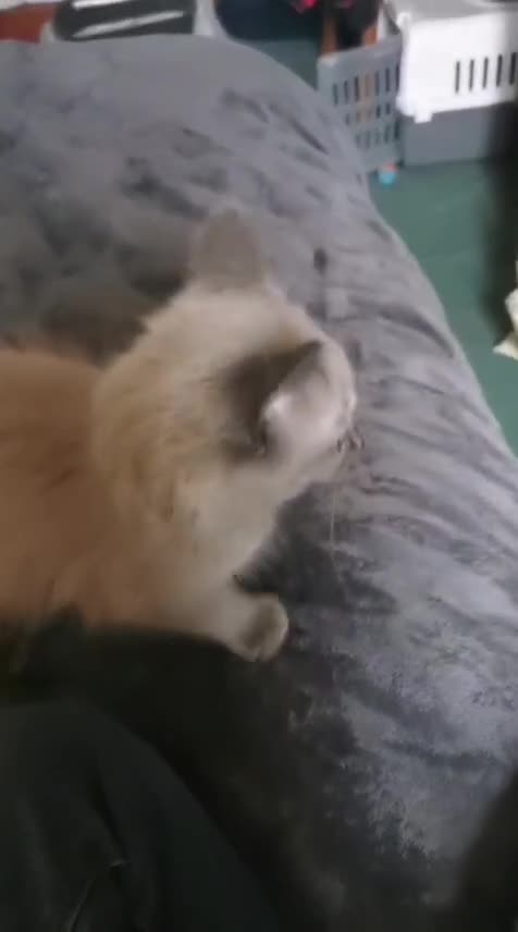 Ragdoll cats for sale: Beautiful Ragdoll kittens - Video 2