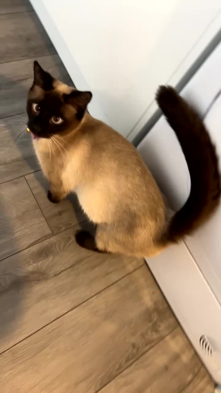 Ragamese cats for sale: Beautiful ragamese/bengal - Video 1
