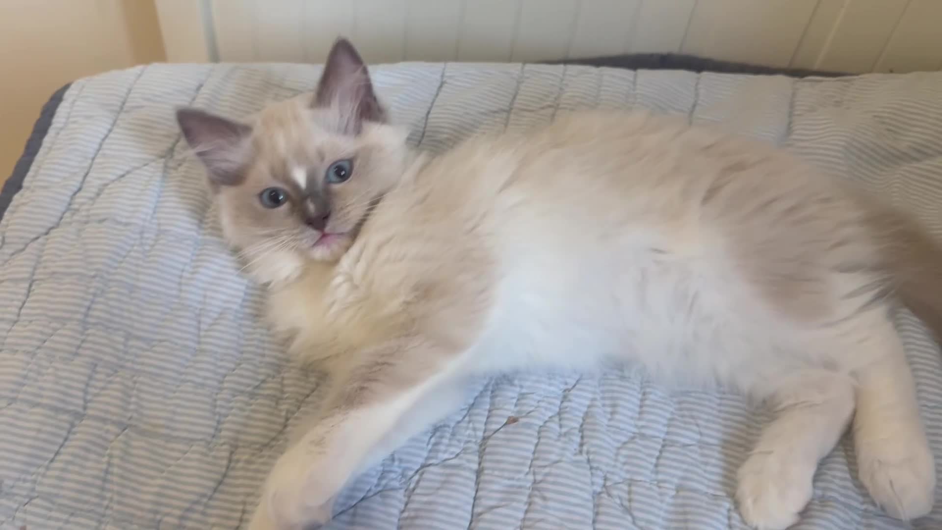 Ragdoll cats for sale: GCCF Adorable ragdoll kittens ready to gohome now - Video 1