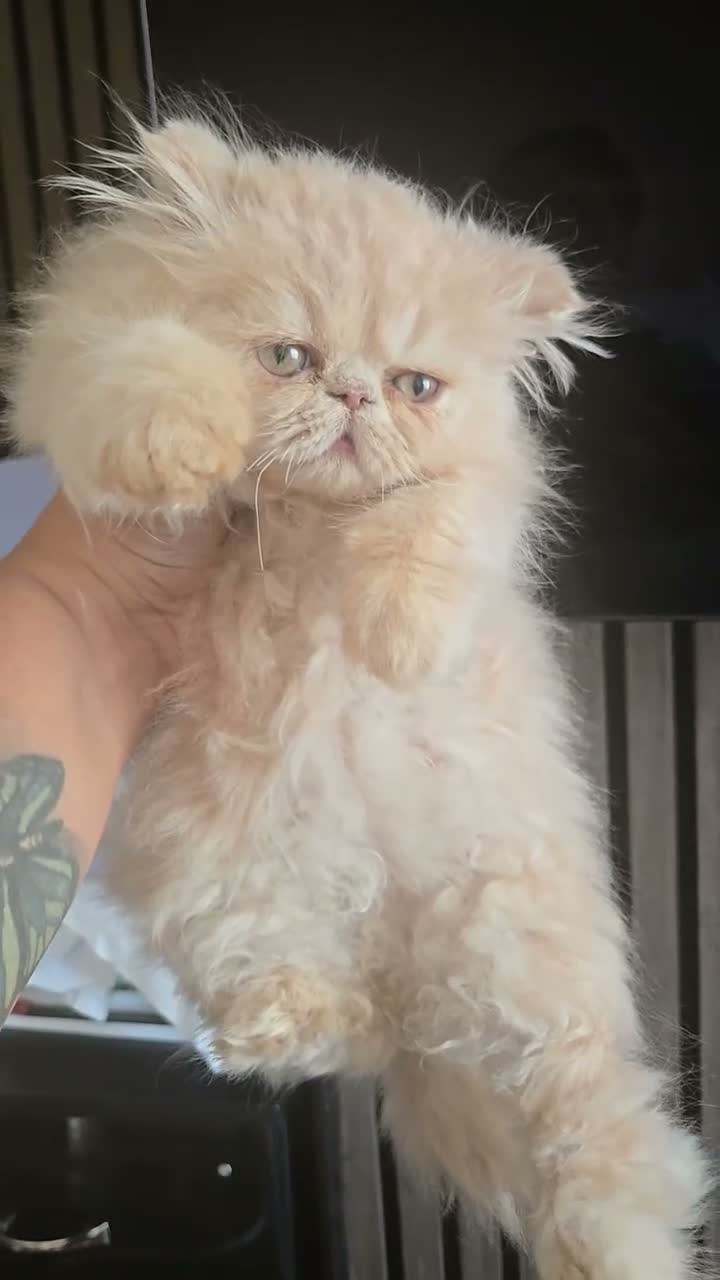 Persian cats for sale: 🐾👑 GCCF REGISTERED PERSIAN GIRLs 👑🐾 - Video 2