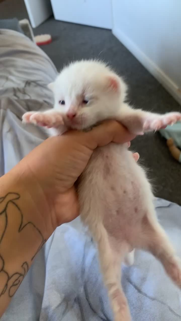 Mixed Breed cats for sale: Kieetens for sale  - Video 1