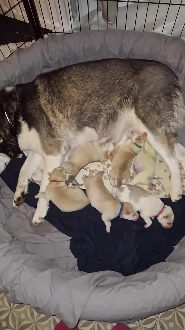 Siberian Husky dogs for sale: 2 beautiful male Siberien Husky Puppies  - Video 1