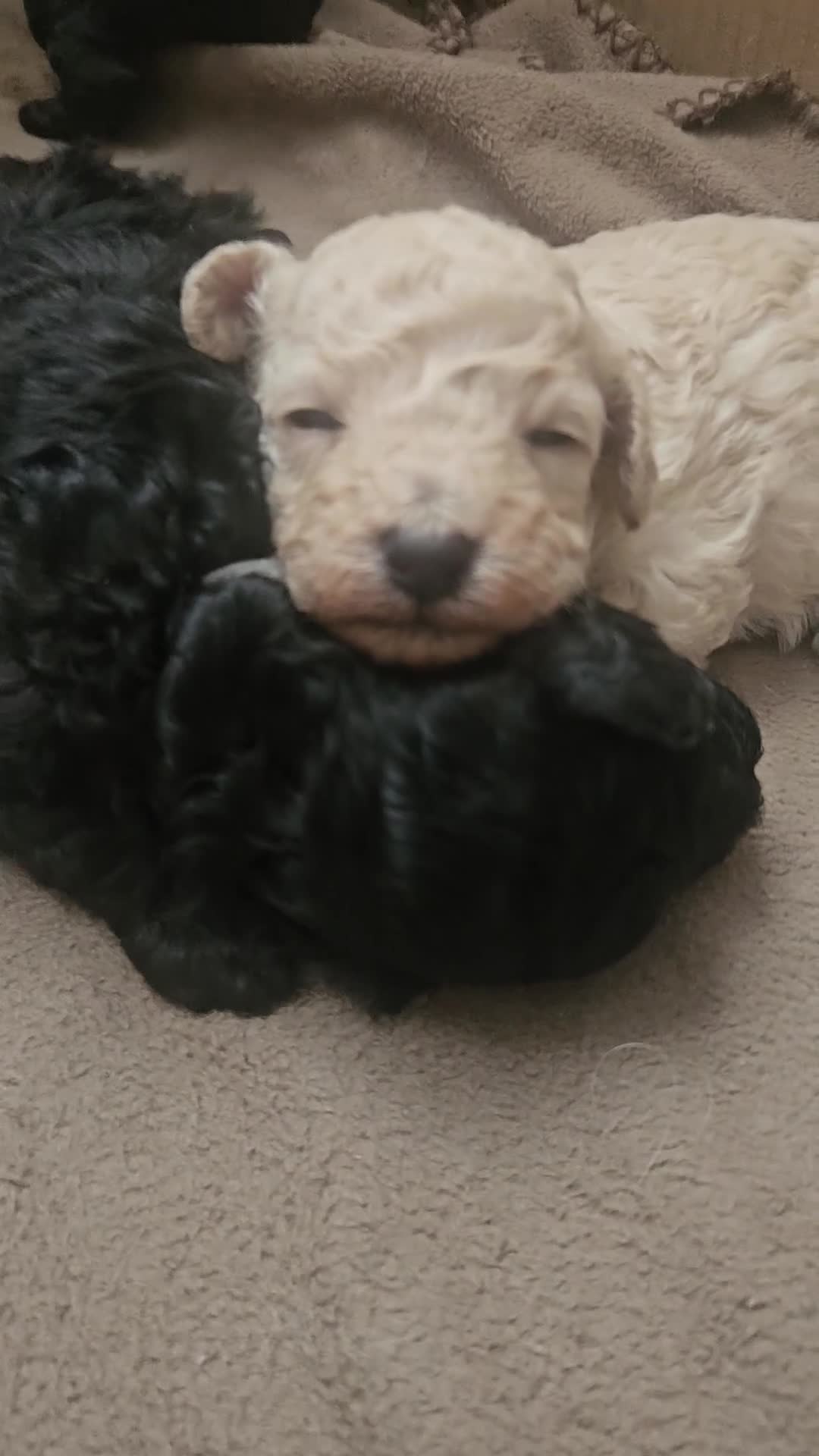 Toy Poodle dogs for sale: Toy poodle pups - Video 1