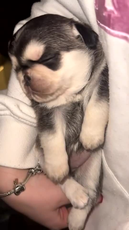 Pug dogs for sale: Pug 1 boy kc  - Video 1