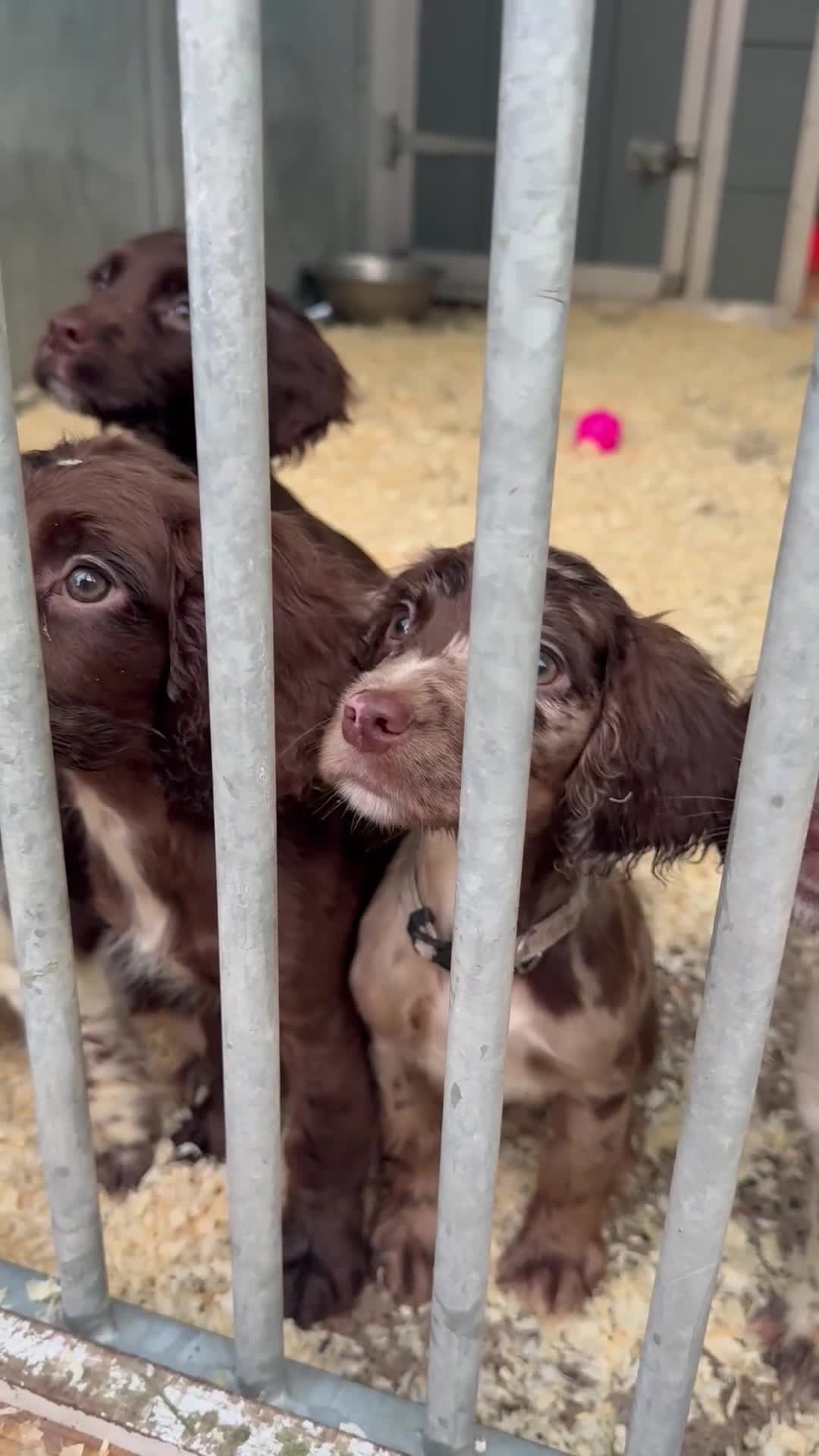 Cocker Spaniel dogs for sale: Cocker Spaniel Puppy’s (🍫Merle)  - Video 5