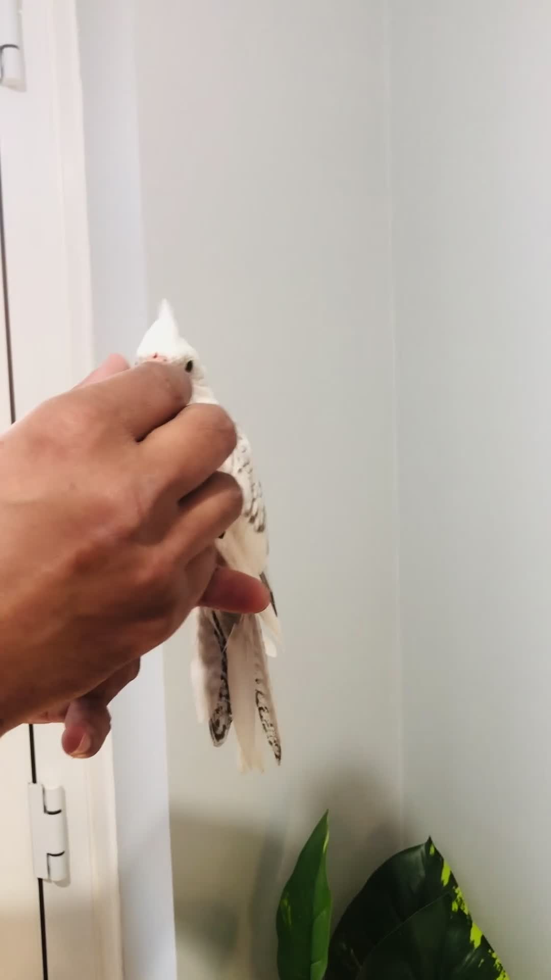 Cockatiels birds for sale: Beautiful hand tamed cockatiels for sale. - Video 3