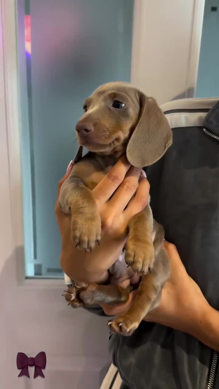 Miniature Dachshund dogs for sale: Minature dachshund  - Video 2