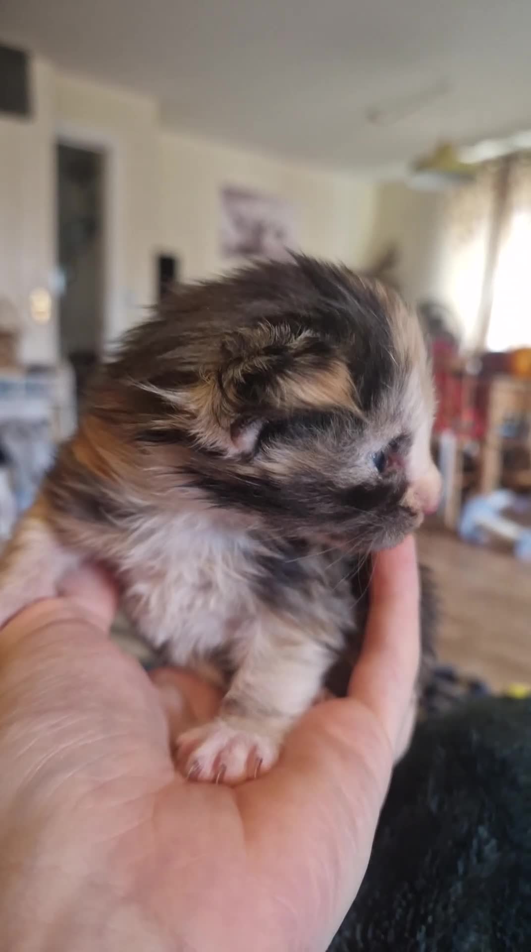 Maine Coon cats for sale: Stunning Maine Coon Babies - Video 4