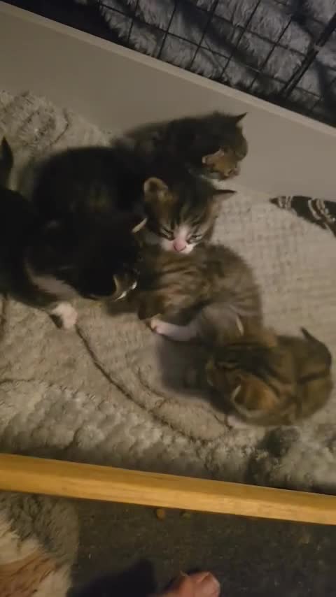 Mixed Breed cats for sale: Tabby Kittens - Video 1