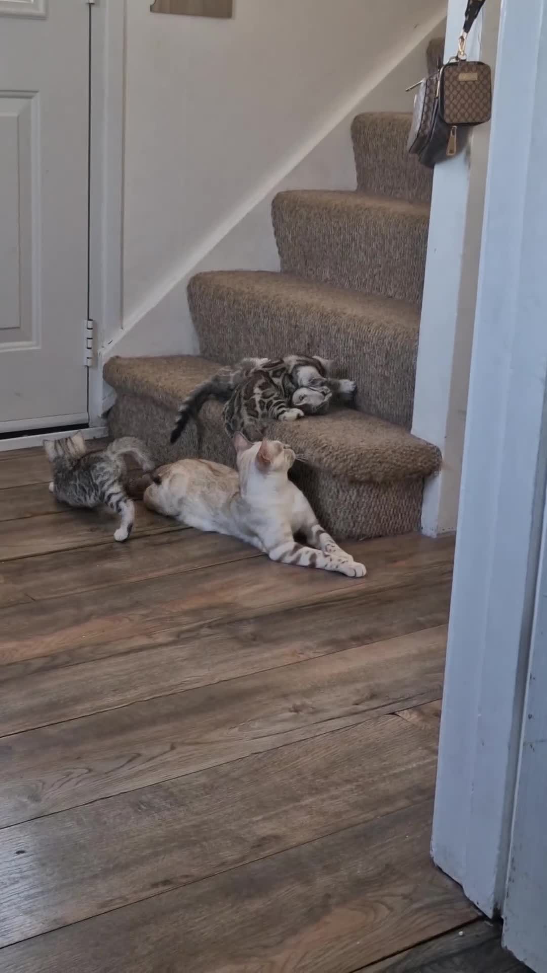 Bengal cats for sale: Silver tica registered bengals - Video 3