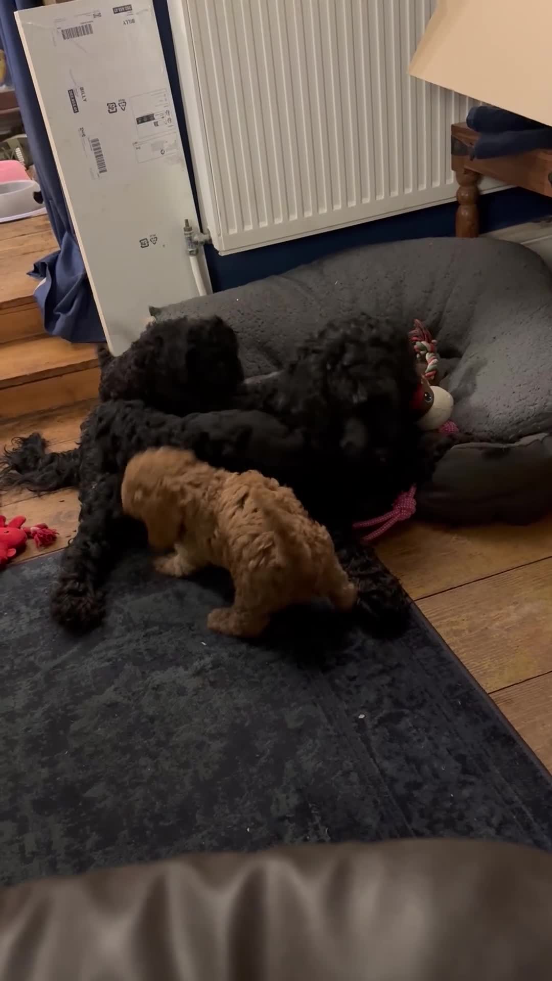 Cockapoo dogs for sale: 5 beautiful cockapoos puppies  - Video 2
