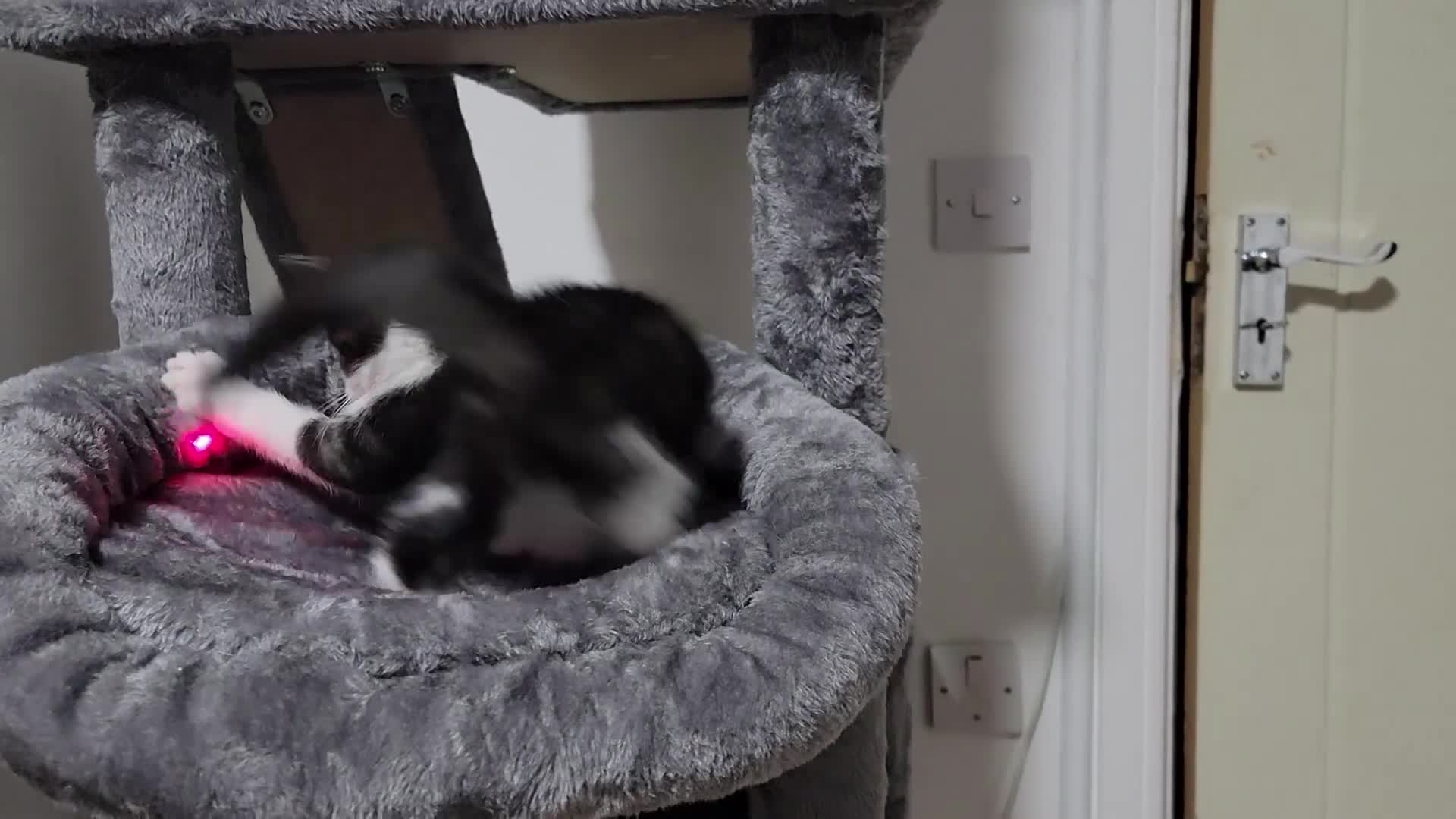 Domestic Shorthair cats for sale: Four beautiful kittens remaining - Video 1