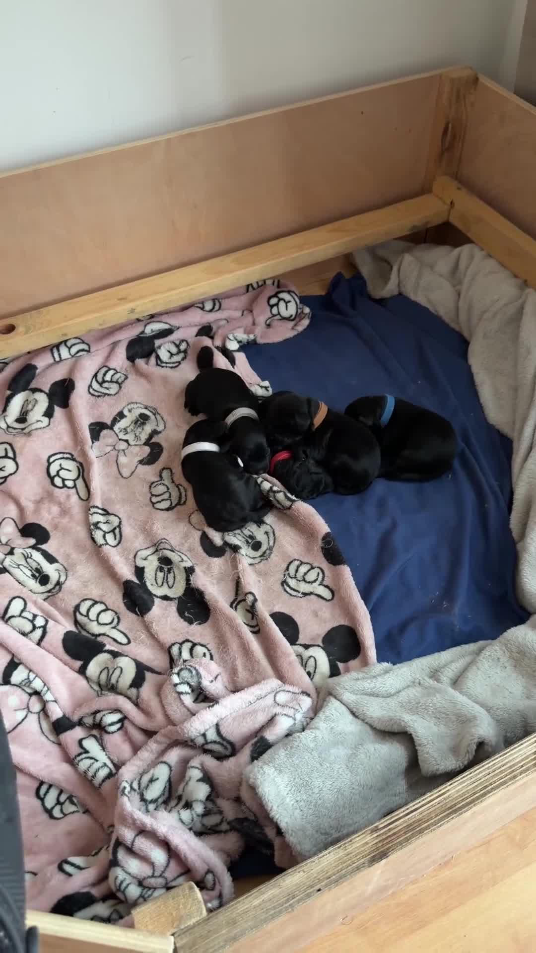 Cockapoo dogs for sale: Cockapoo F2 puppies  - Video 2
