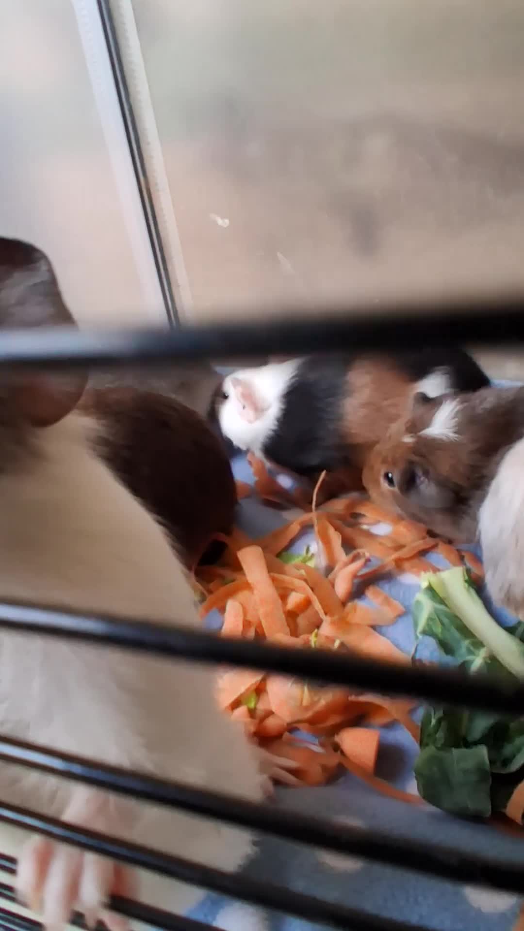 Guinea Pig rodents for sale: 10 Baby boy guinea pigs for sale - Video 1