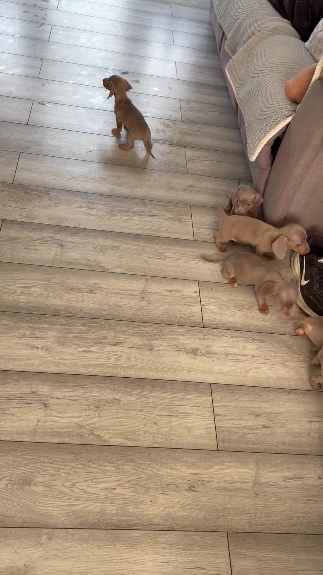Dachshund dogs for sale: Isabella tan dachshunds  2 males left - Video 3