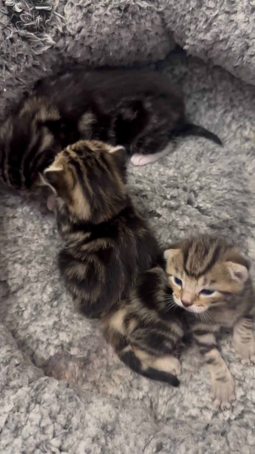 British Shorthair cats for sale: Kittens for sale  in London - Video 1