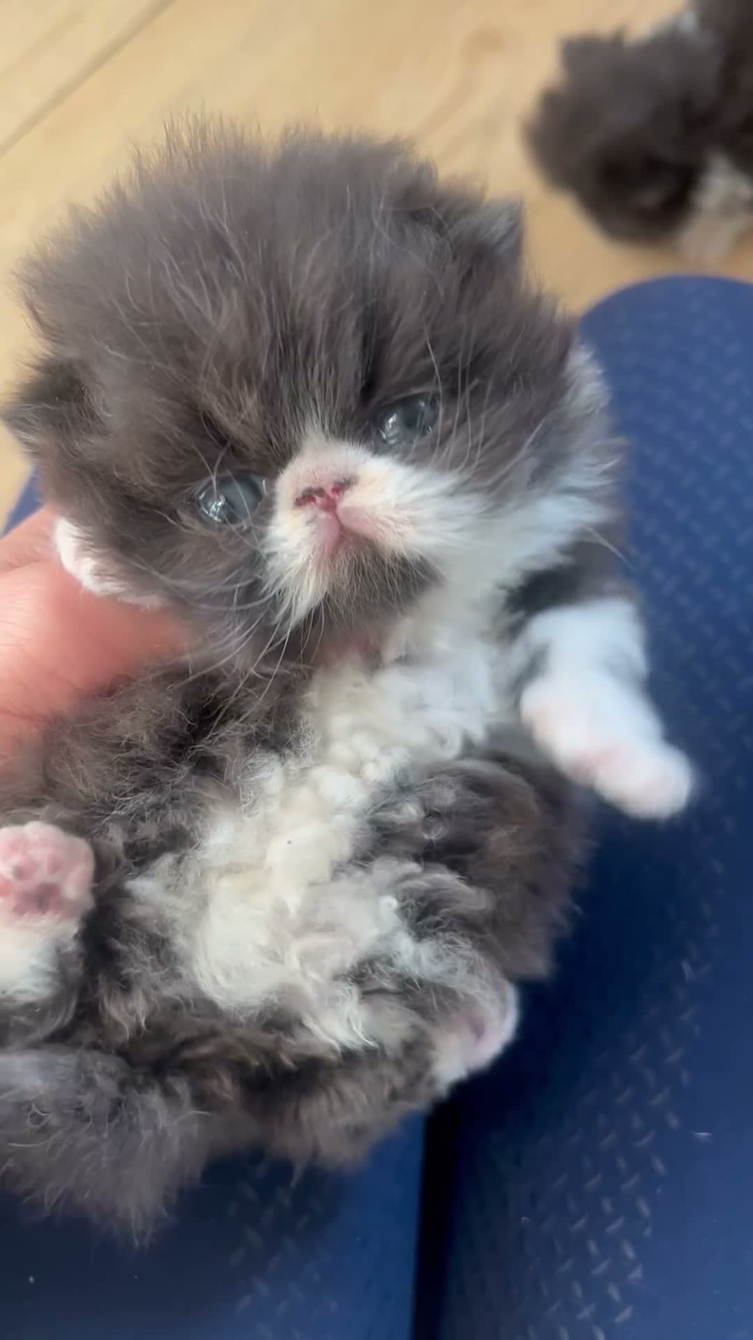 Persian cats for sale: GCCF Active Persians Grand Champion Lines - Video 3