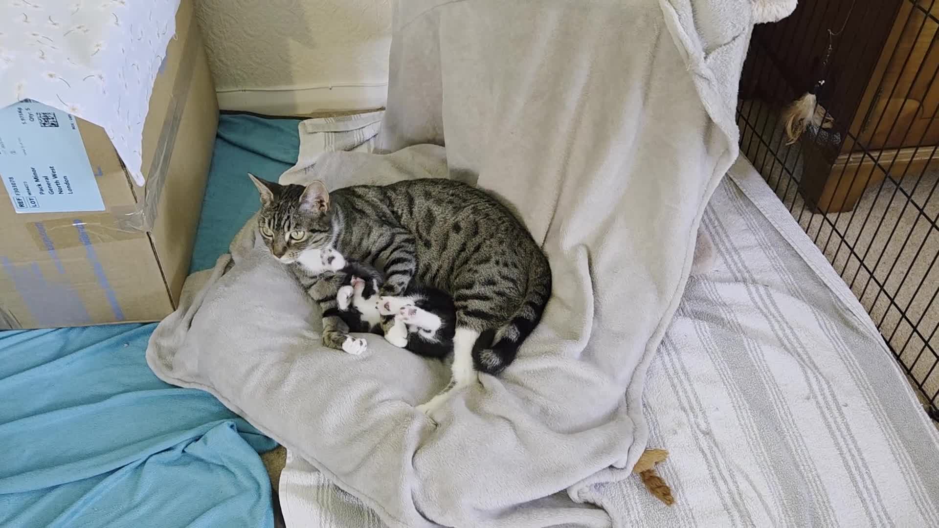 Bengal cats for sale: Adorable Bengal Cross Kittens for Sale - Video 4