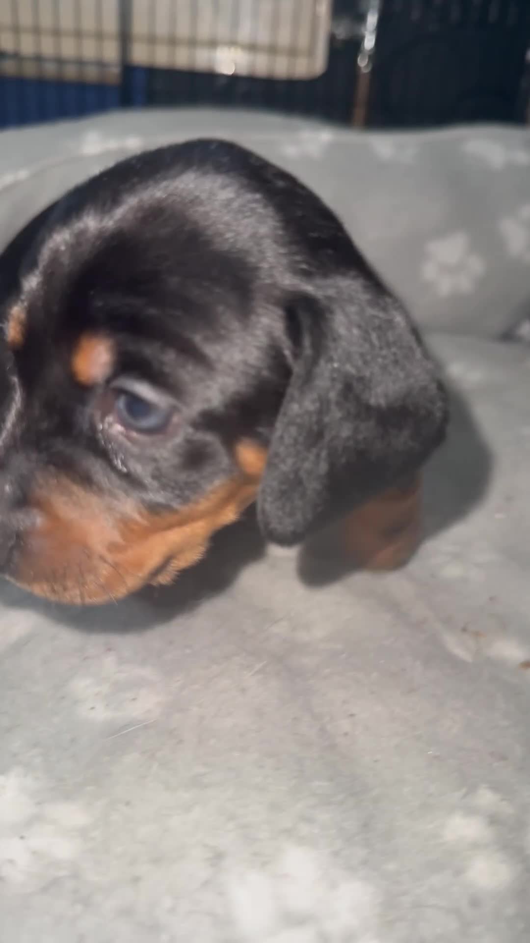 Miniature Dachshund dogs for sale: Last 2 pups 🩵🩷 - Video 2