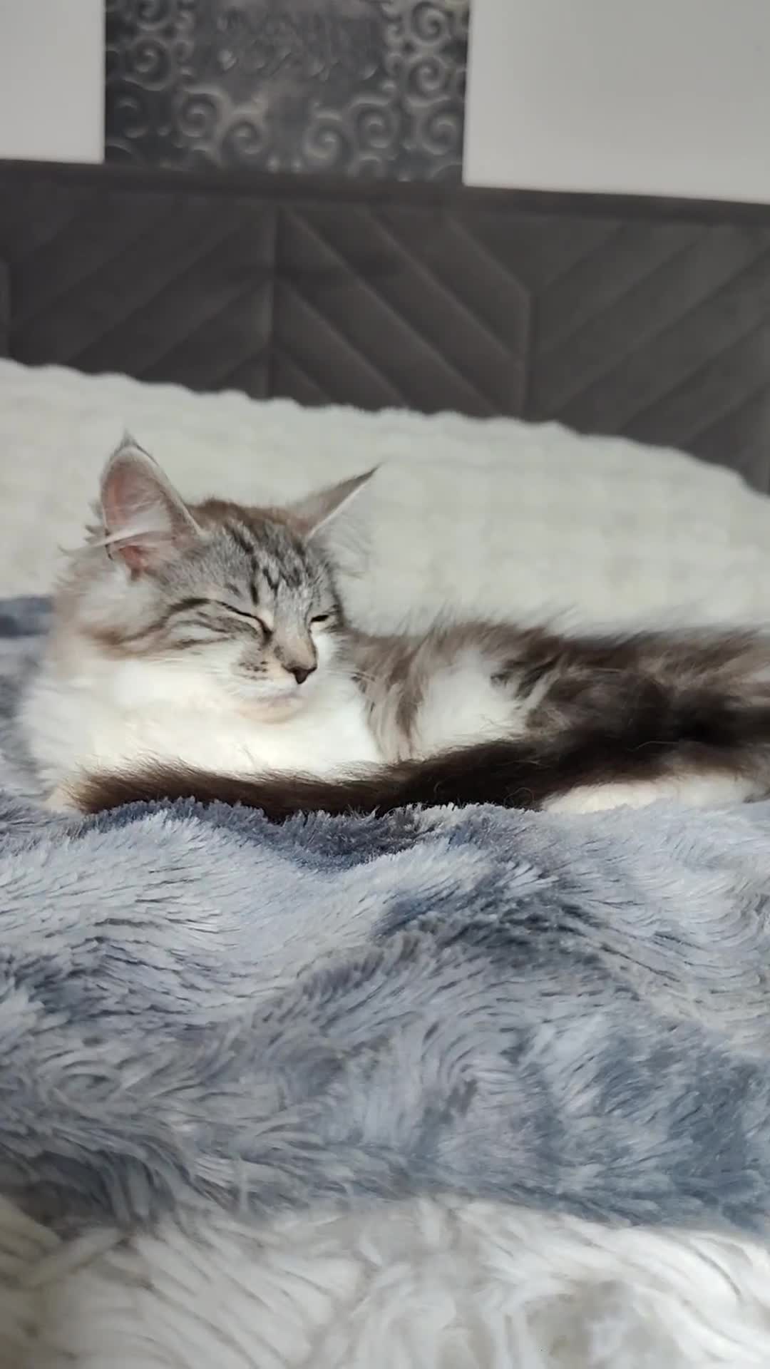 Maine Coon cats for sale: Norwegian Forest Mix European Maine coon Kittens  in Glasgow - Video 1