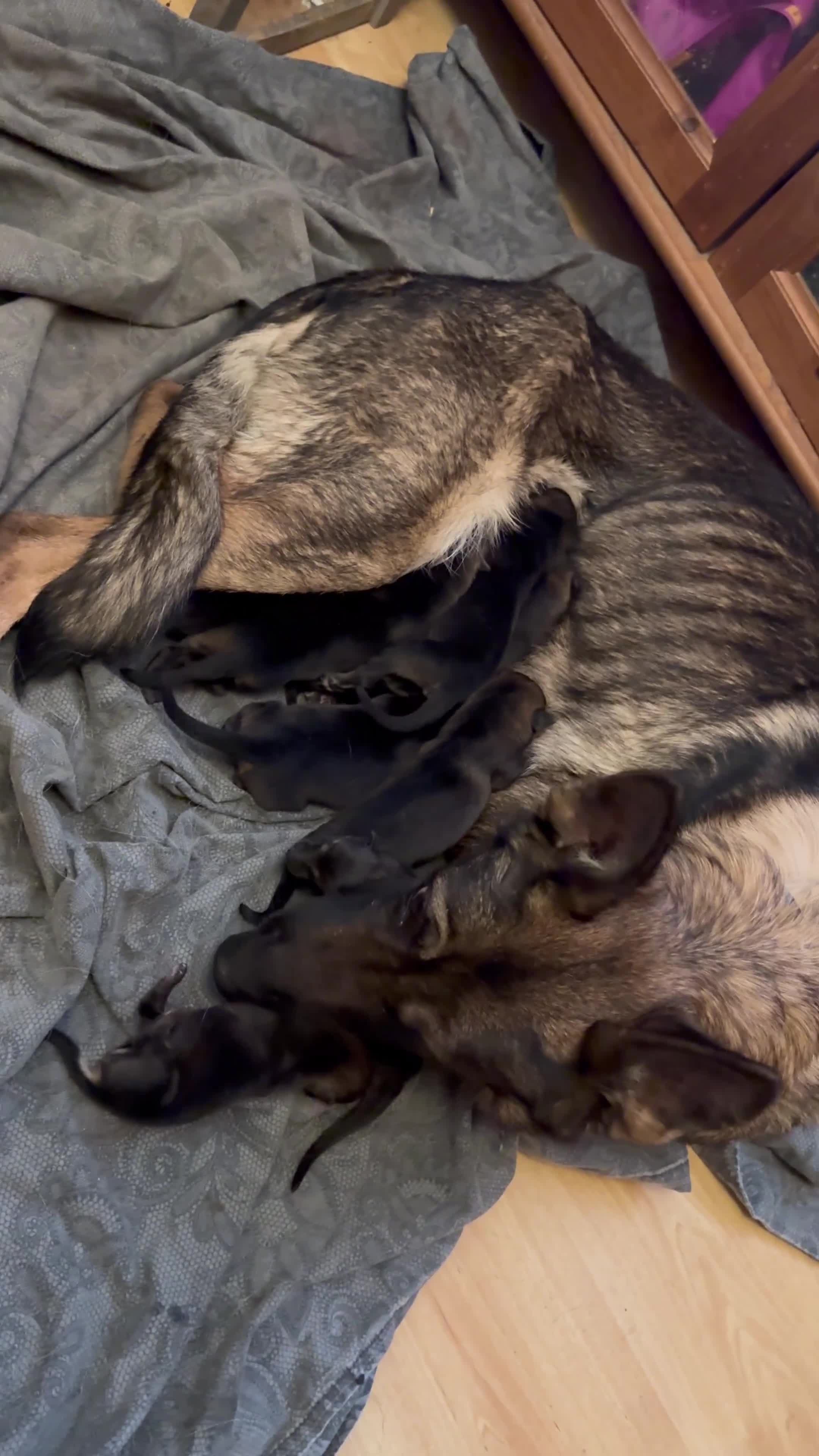 German Shepherd dogs for sale: GSD PUPPIES READY TO LEAVE 11.04.2026 -£600  - Video 1