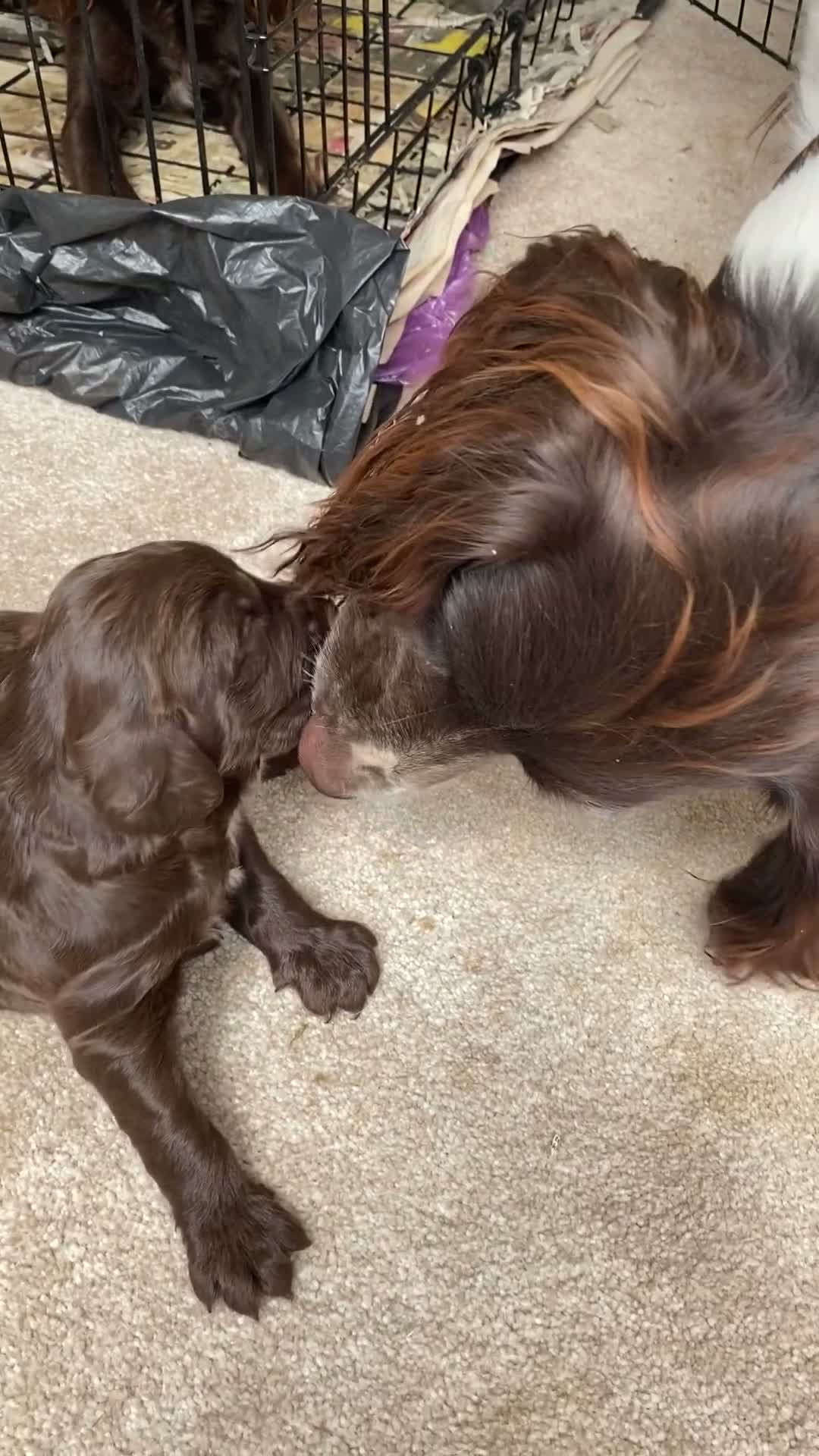 Mixed Breed dogs for sale: A wonderful surprise during a sad time. - Video 1