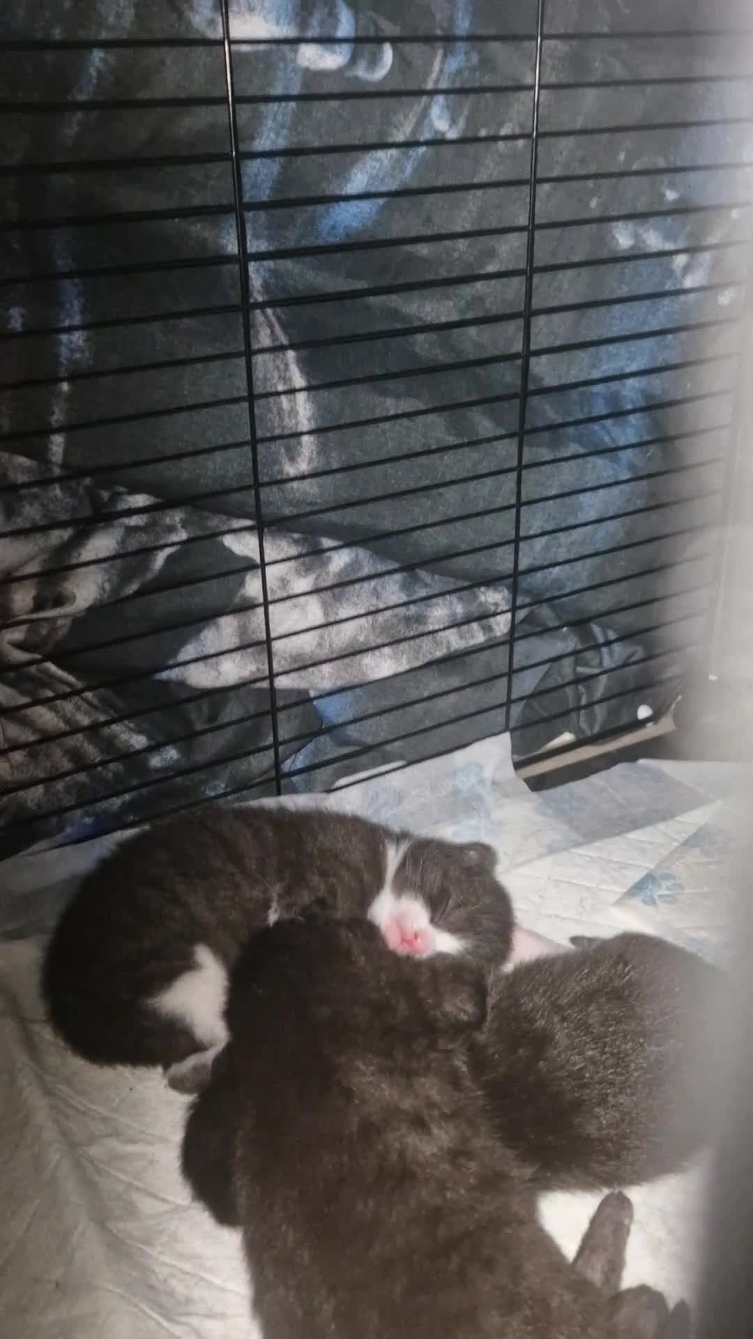 Mixed Breed cats for sale: 3 fluffy Kittens for sale  - Video 4