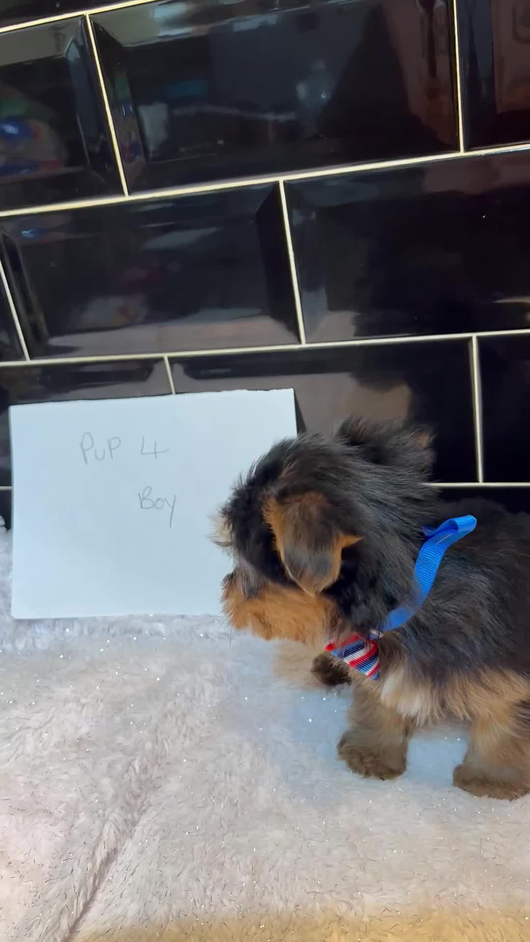 Yorkshire Terrier dogs for sale: Pedigree Yorkshire terriers - Video 4